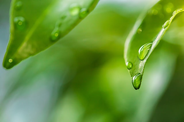 shutterstock_1531095437